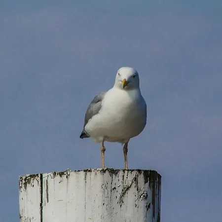 Semesterbostad Reethuus Sued Modern Retreat