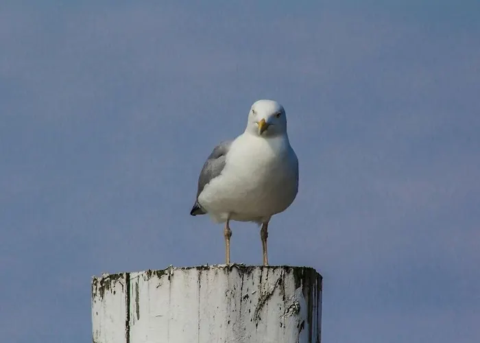 別荘 Reethuus Sued Modern Retreat